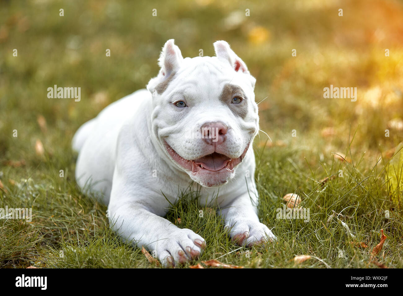 American bully chien qui court sur la pelouse de l'herbe verte Banque D'Images