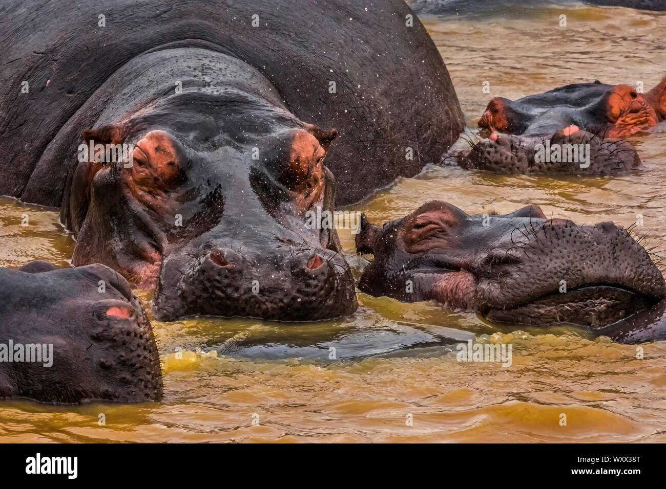 Groupe d'hippopotames dans l'eau avec alpha male Banque D'Images