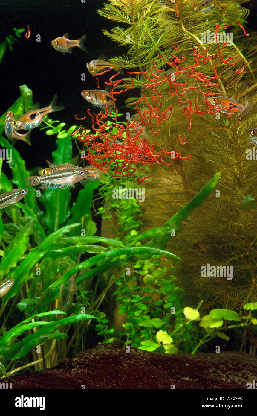 Vers de vase Banque de photographies et d’images à haute résolution Alamy