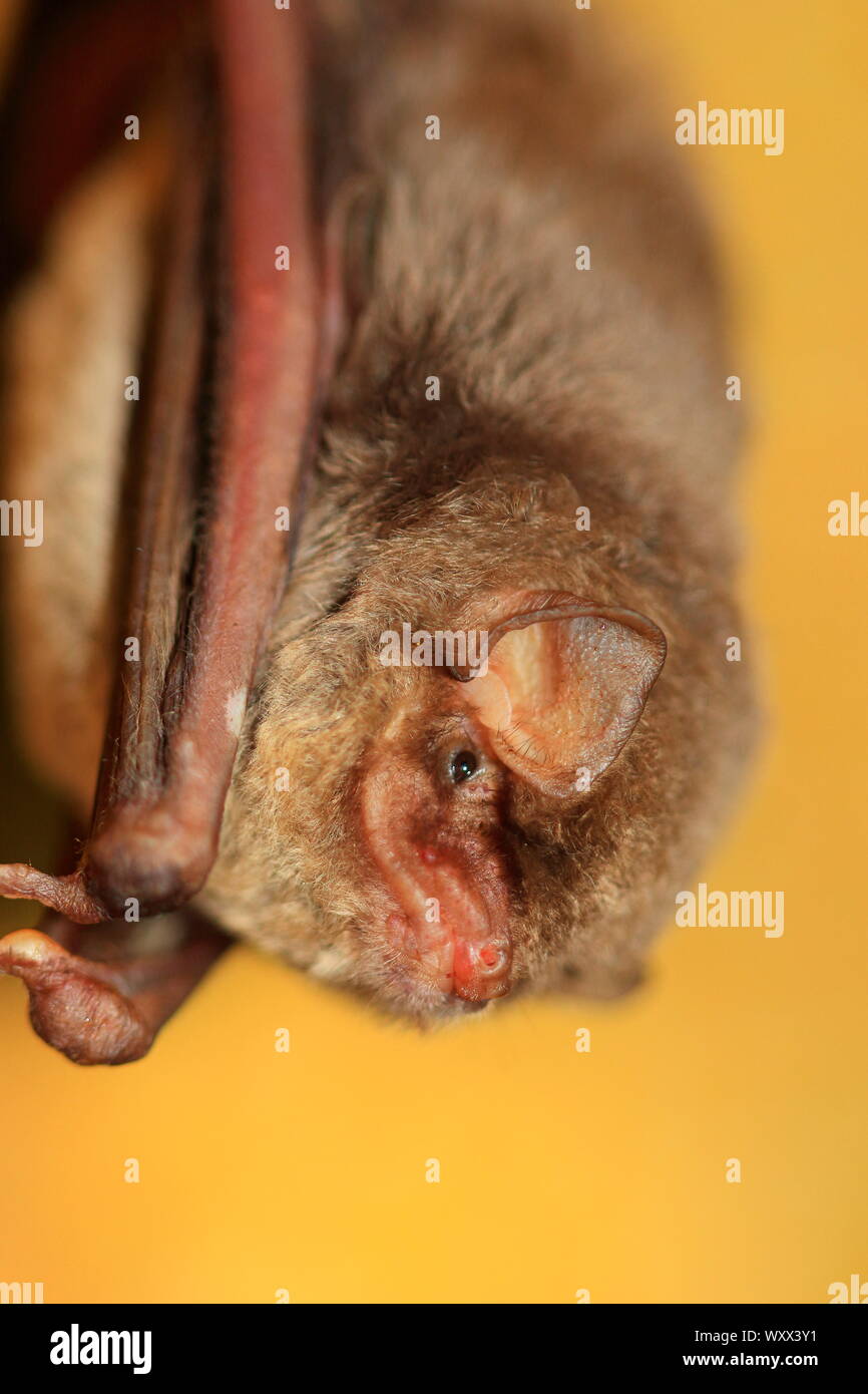 Schreiber' de long doigts Bat (Miniopterus schreibersi) portrait, Isère, France Banque D'Images