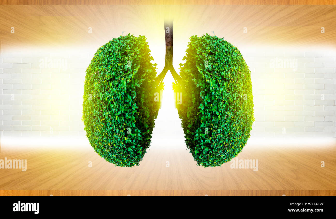 L'arbre vert en forme de poumon-images, des concepts médicaux, l'autopsie, affichage 3D et les animaux comme un élément Banque D'Images