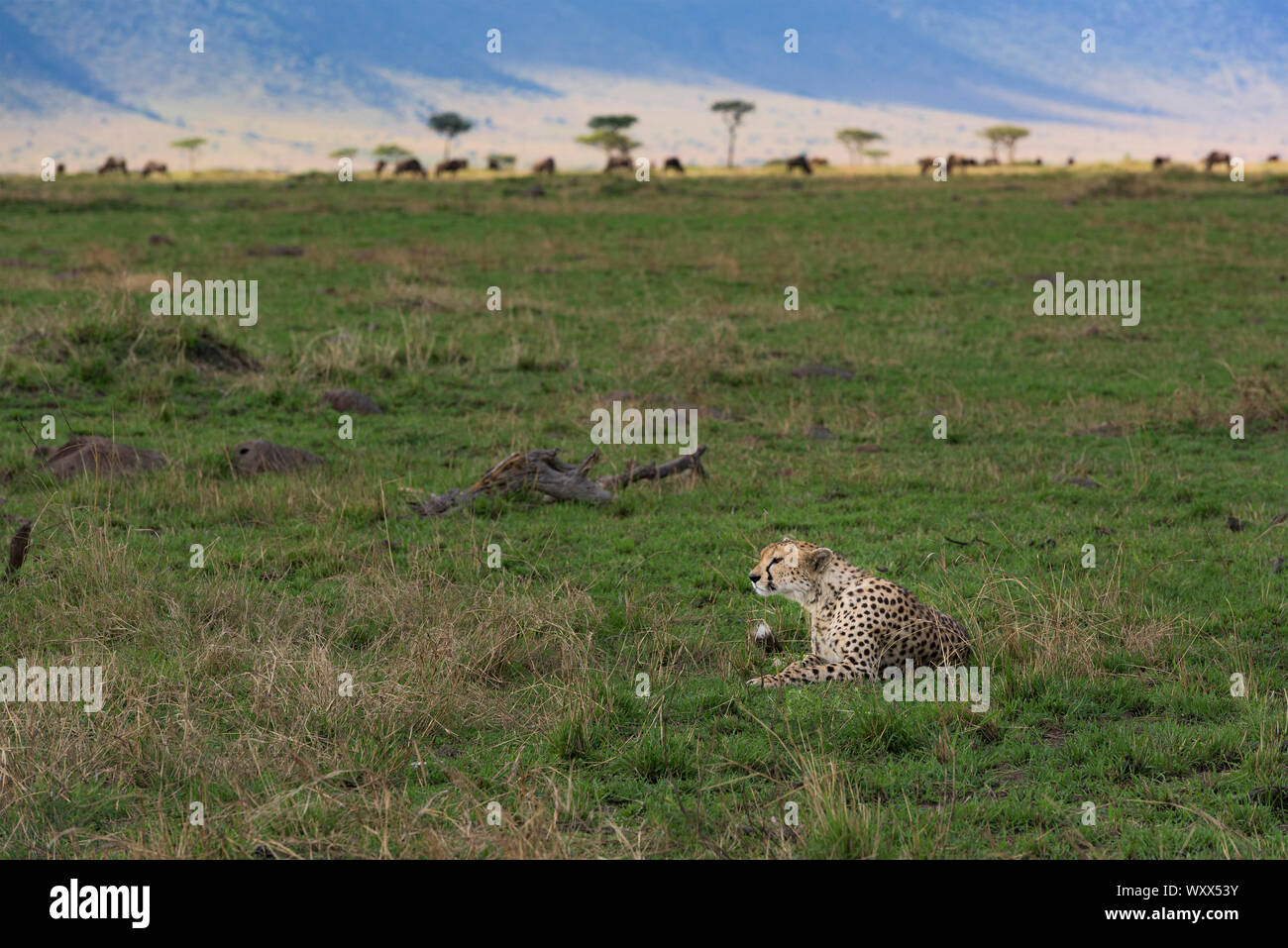 Guépard (Acinonyx jubatis) située à l'écart , Kenya , Mara Masaï, Réserve nationale Banque D'Images