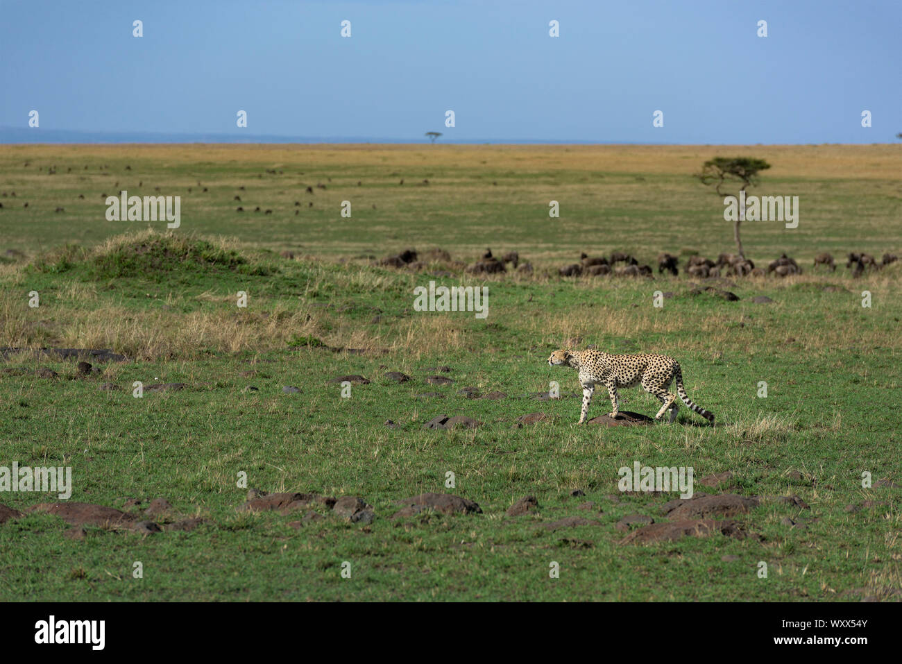 Guépard (Acinonyx jubatis) à la recherche d'une proie, Kenya, Masaï Mara , Réserve Nationale Banque D'Images