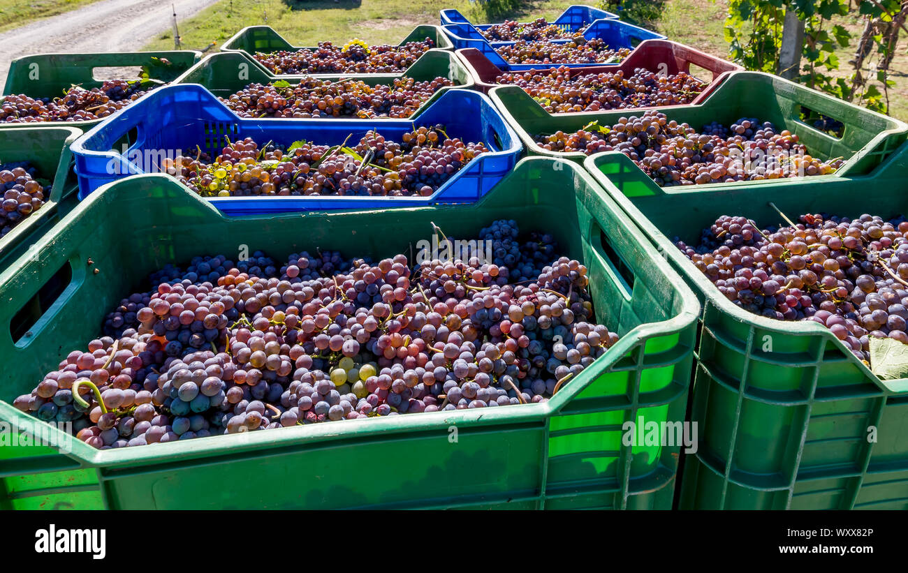 Des piles de paniers en plastique coloré rempli de grappes de raisin noir sur le point d'arriver à la cave pendant les vendanges Banque D'Images