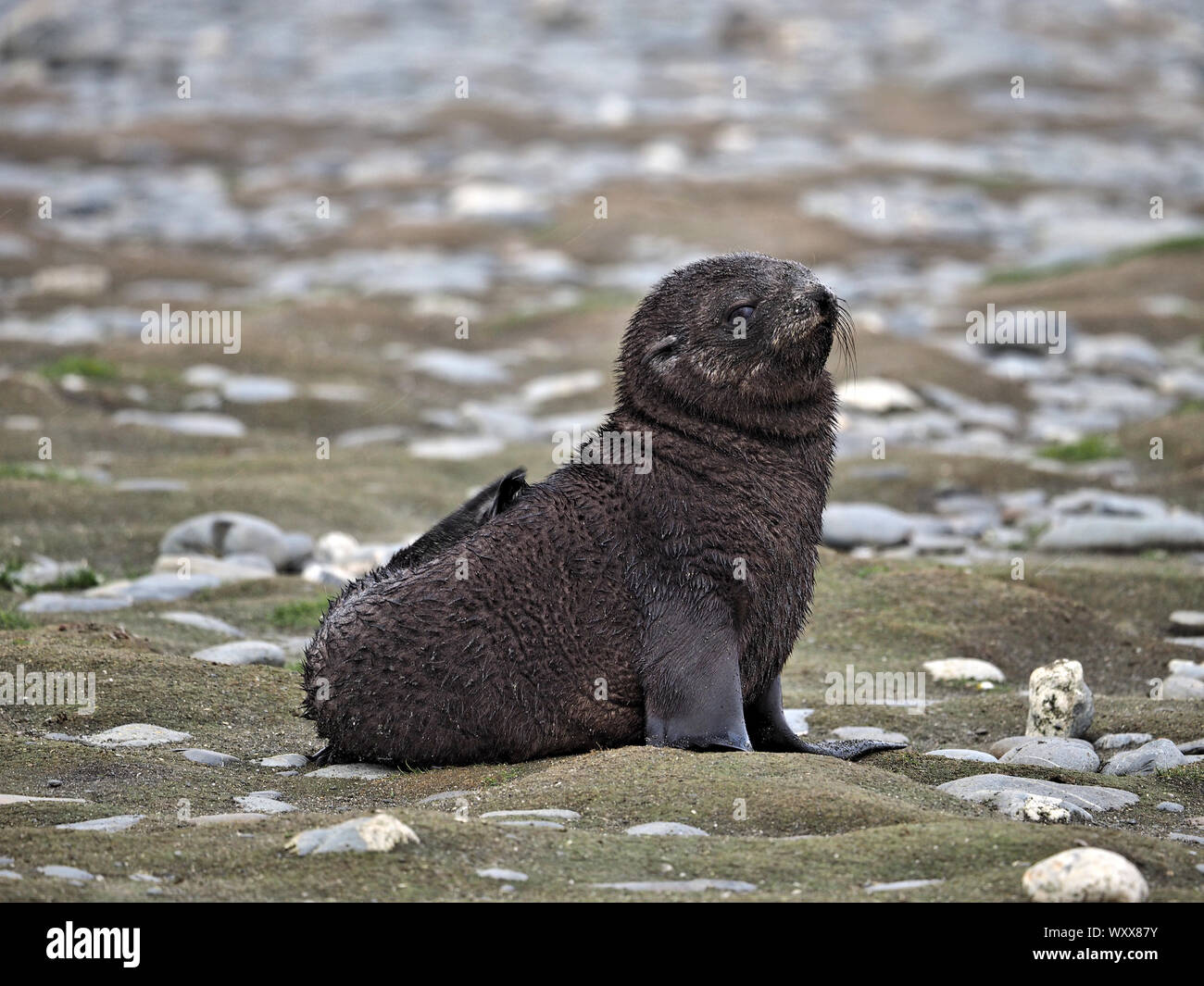 Bébé Phoque à fourrure antarctique Géorgie du Sud Banque D'Images