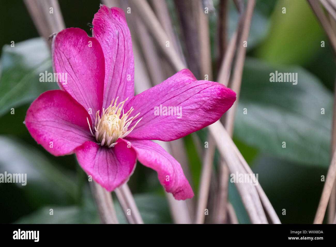 Close-up d'une seule fleur de la fin de la floraison grande fleur carmin Clematis 'Ville de Lyon' Banque D'Images