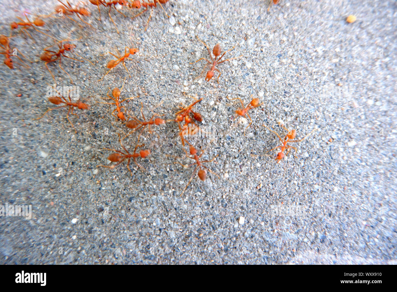 Red ant sur le plancher de béton Banque D'Images