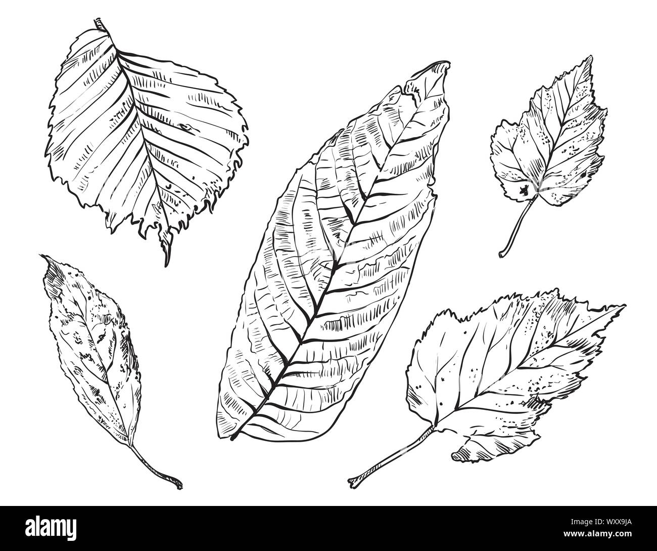 Vector dessin à la main d'automne les feuilles de forme différents contours sur le fond blanc. Ligne de chute du feuillage art illustration stock. Illustration de Vecteur