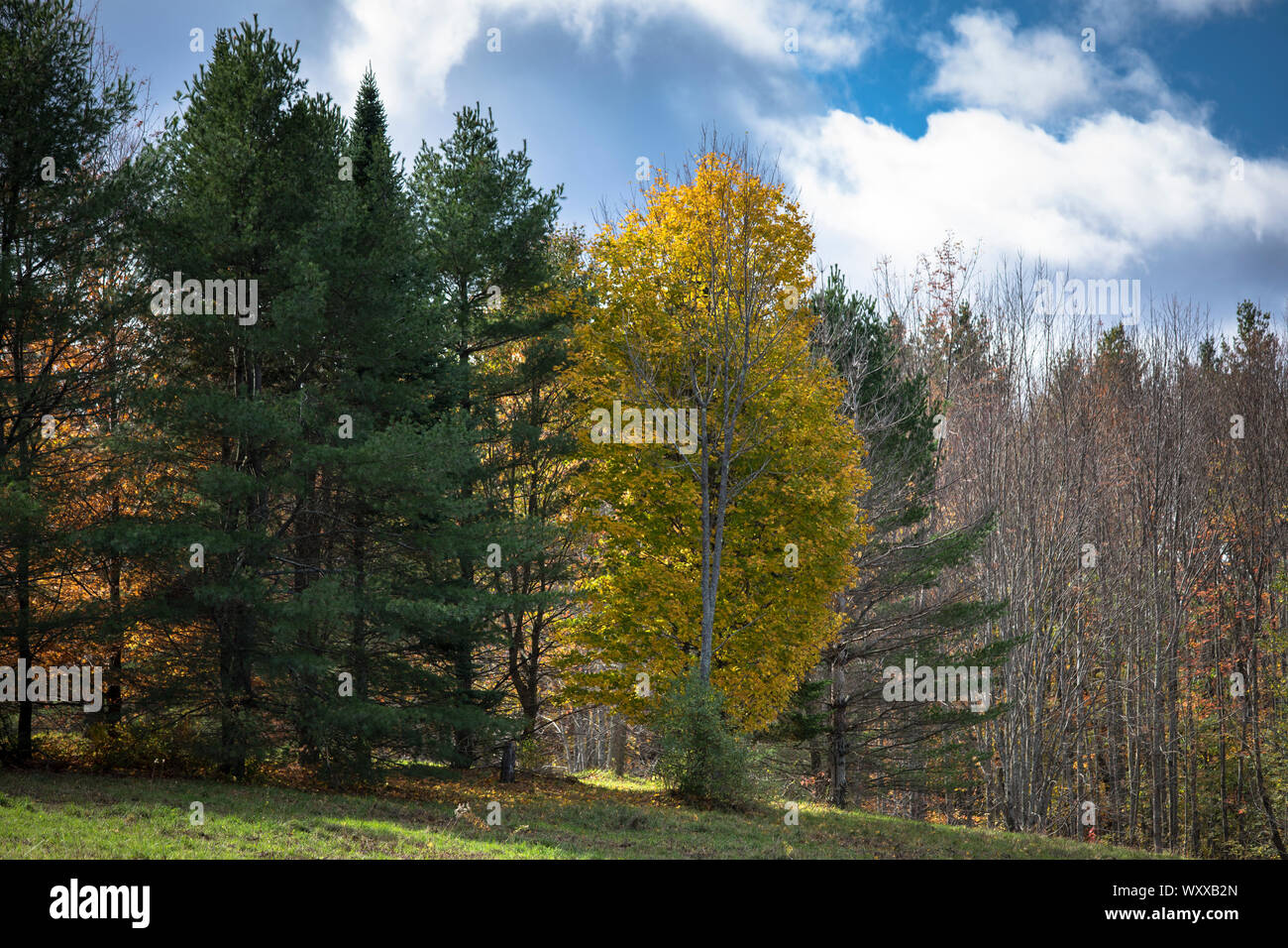 L'automne les couleurs de l'érable à Stowe au Vermont, New England, USA Banque D'Images