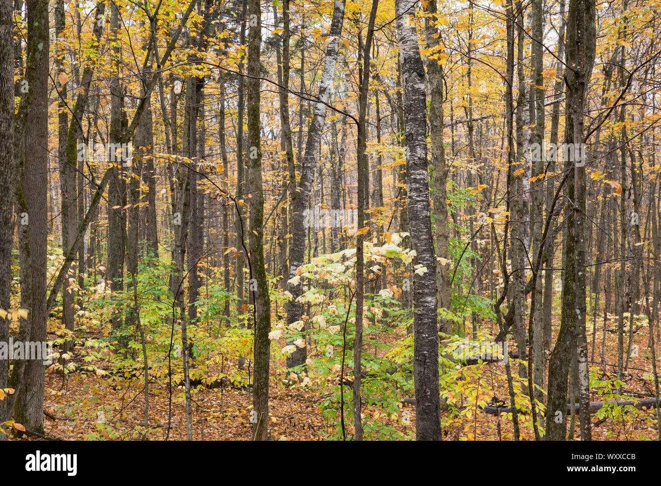 Les couleurs des feuilles d'Automne dans le Vermont, New England, USA Banque D'Images