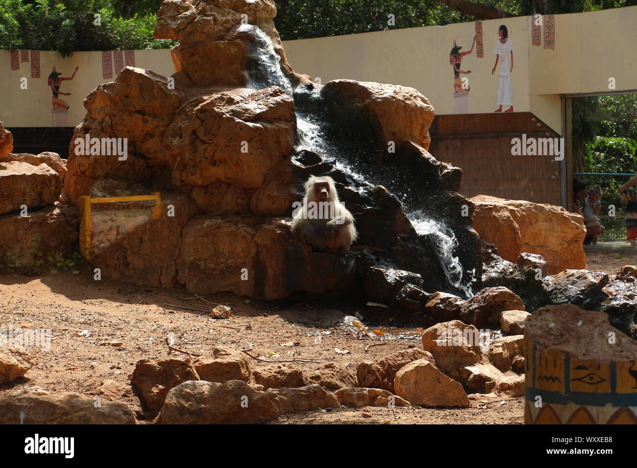 Safari en Israël Banque D'Images
