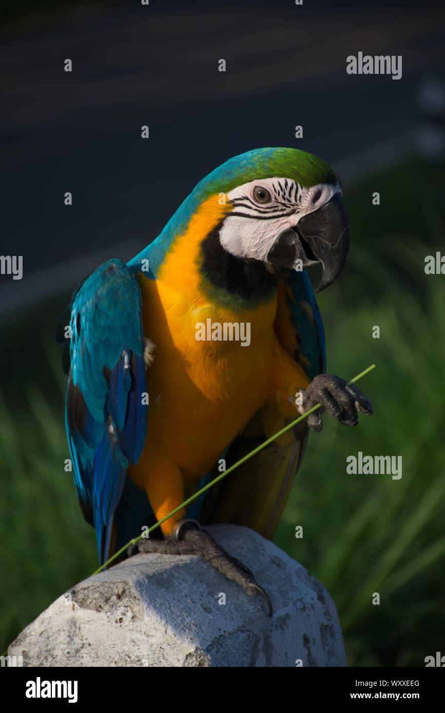 Des oiseaux tropicaux colorés Macaw Parrot Banque D'Images