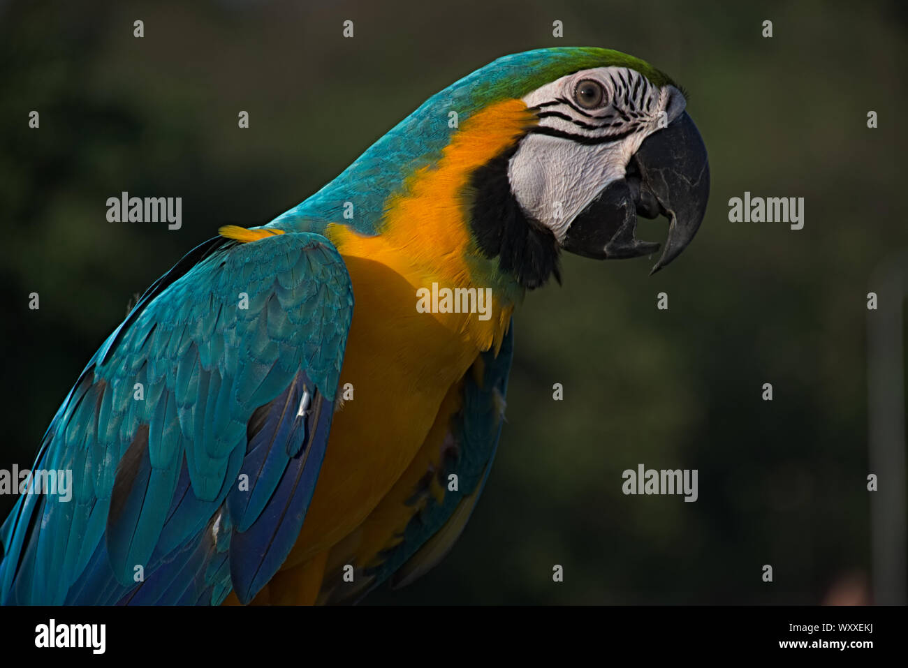 Des oiseaux tropicaux colorés Macaw Parrot Banque D'Images