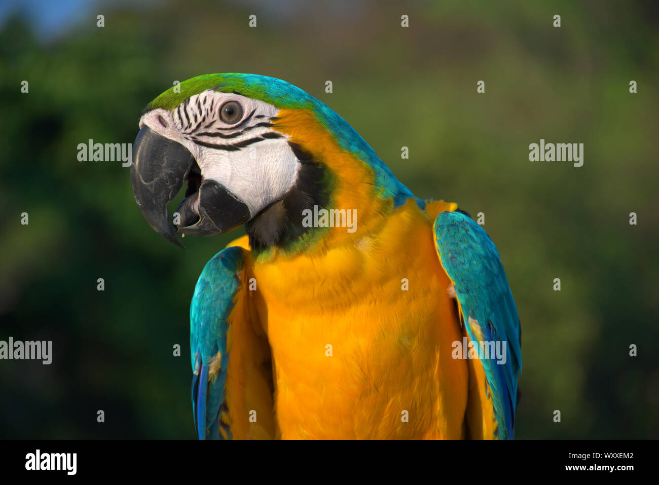 Des oiseaux tropicaux colorés Macaw Parrot Banque D'Images