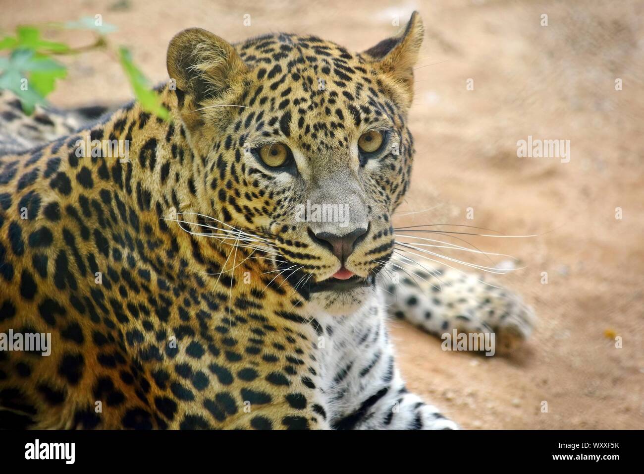 Femelle léopard Panthera Ardus Kotiya Portrait coloré étendue sur le sol Banque D'Images