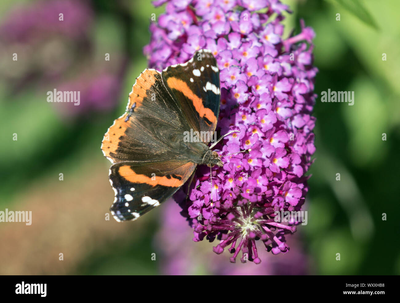 Gros plan du Vulcain Vanessa atalanta papillon() se nourrissant de nectar de purple Butterfly Bush en été,Ontario,Canada Banque D'Images