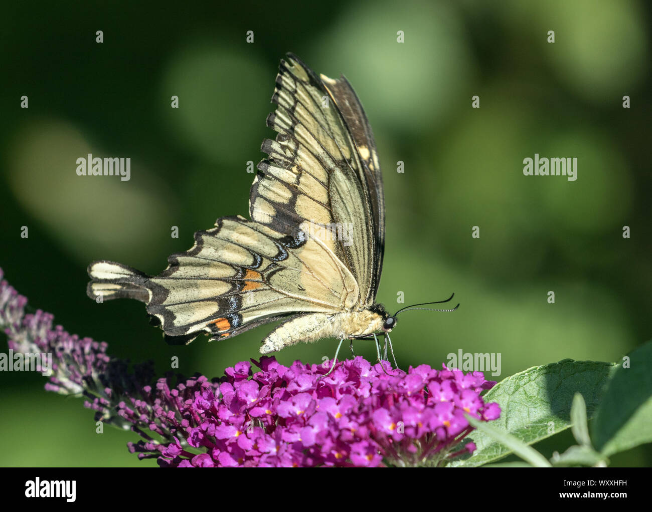 Gros plan du Giant Swallowtail butterfly(Papilio cresphontes) Alimentation par purple Butterfly Bush flowers,Ontario,Canada Banque D'Images