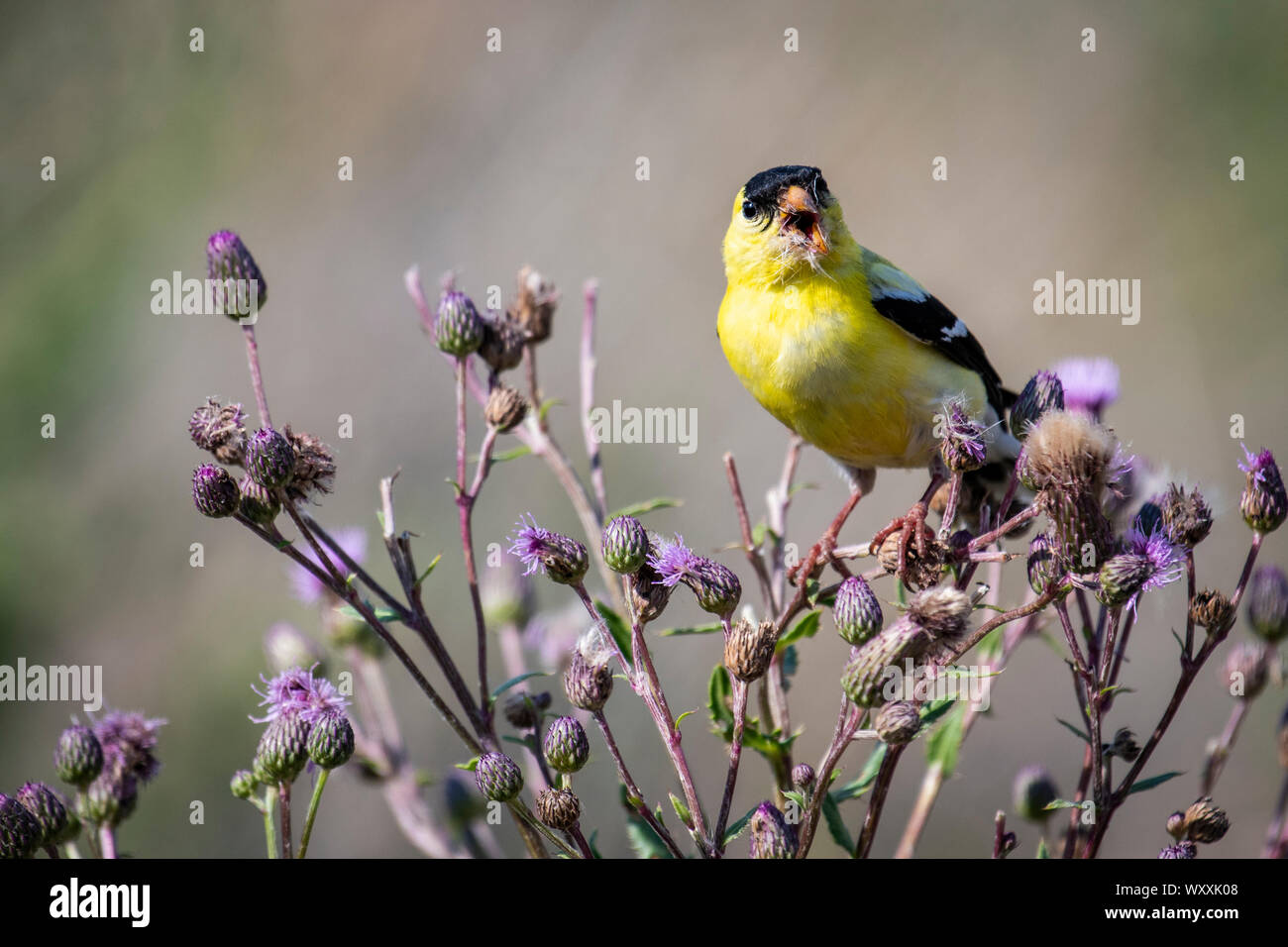 Chardonneret jaune mâle se nourrissant d'un chardon Banque D'Images