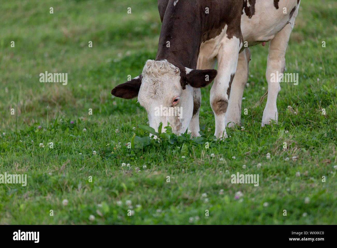 Vache noire et blanche l'alimentation d'un grand nombre d'herbe Banque D'Images