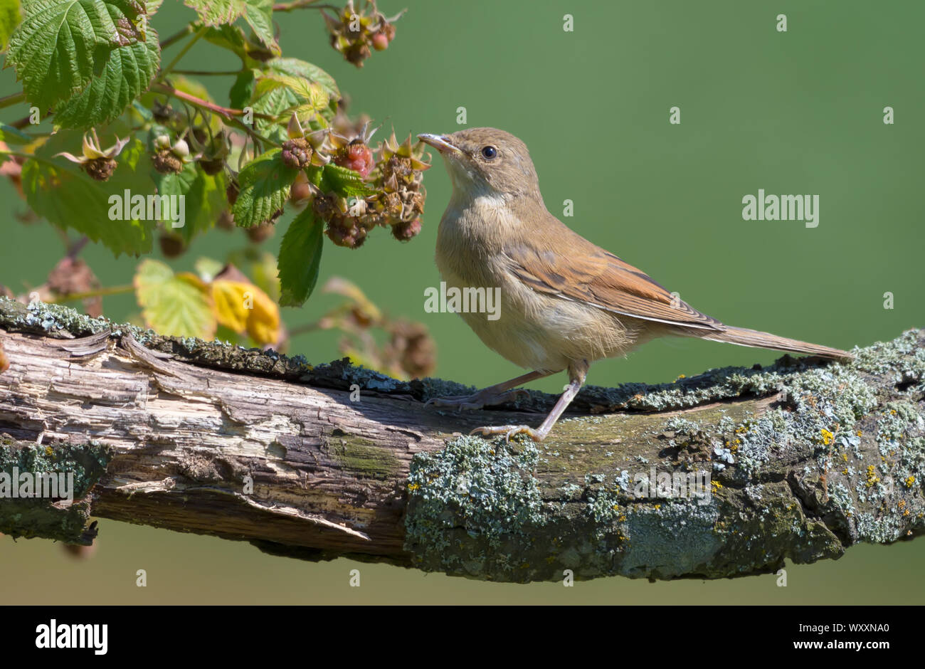 Les jeunes La fauvette grisette posant sur tronc d'arbre avec les framboises et les cannes Banque D'Images