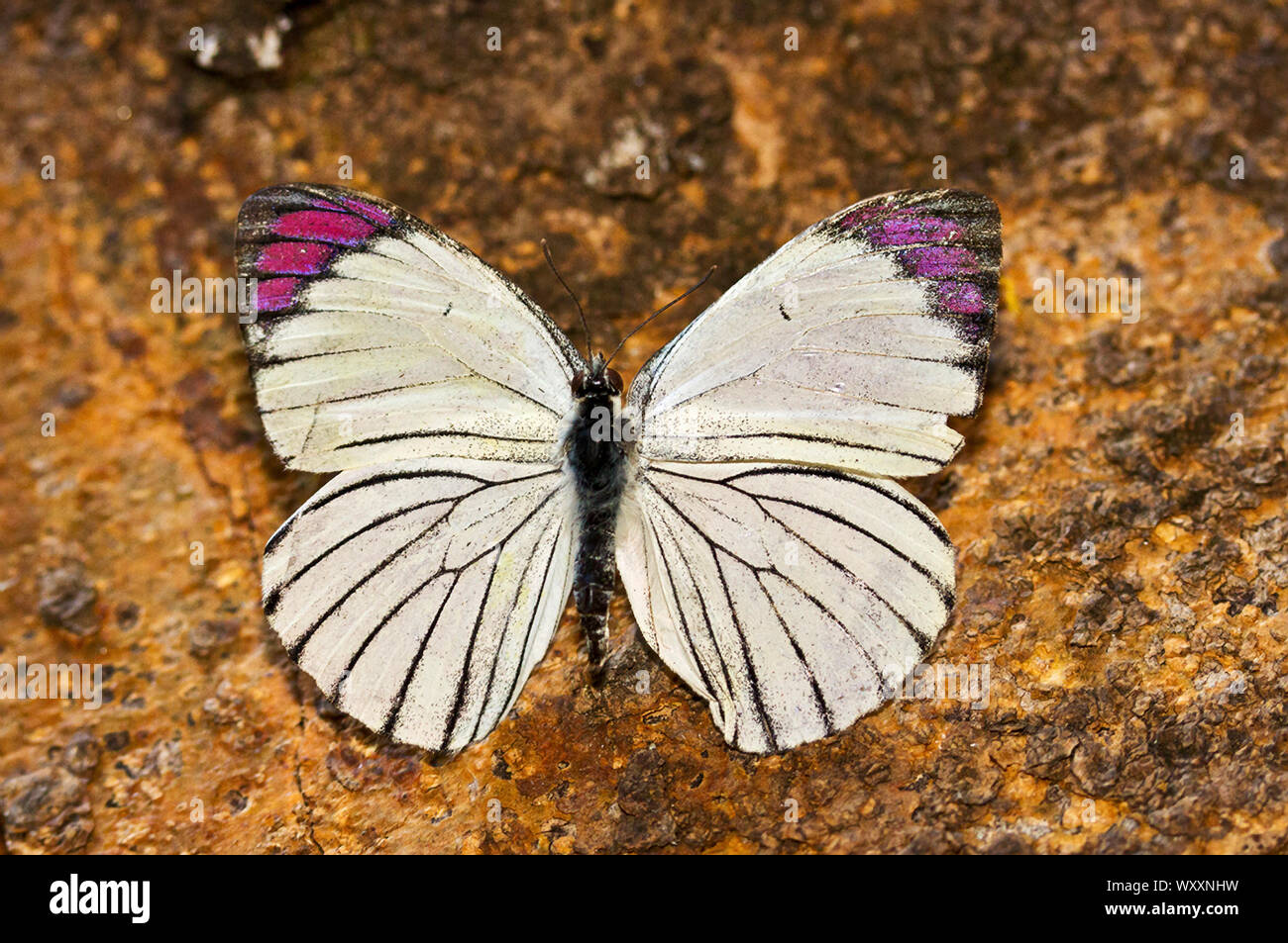 Le Conseil pourpre est une fantastique papillon de taille moyenne, souvent vu assis se nourrissant de nectar riche de plantes. L'irisation extrémités d'aile sont très visibles Banque D'Images