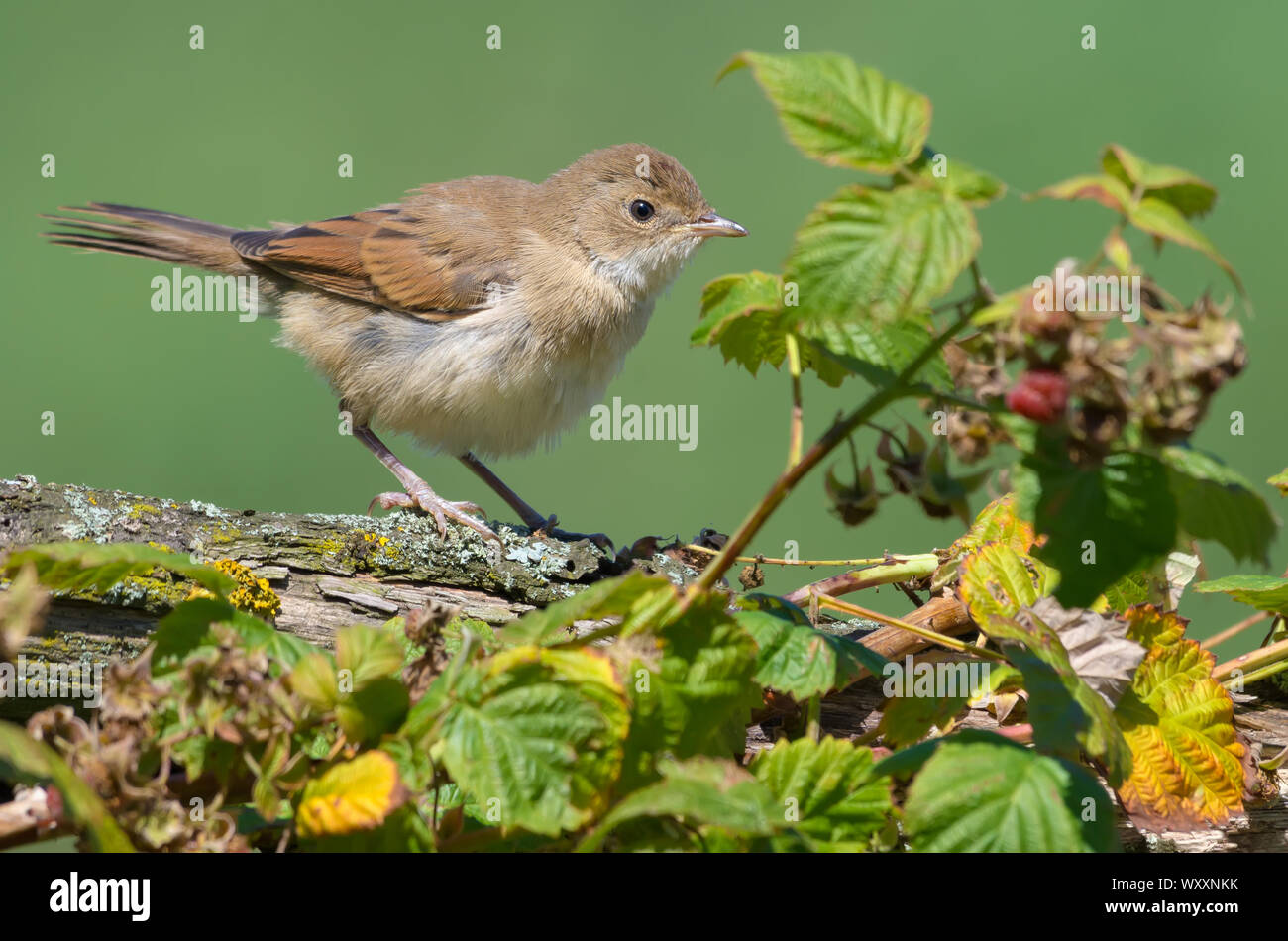 Les jeunes La fauvette grisette perché sur une branche près de vieux rasberry bush Banque D'Images