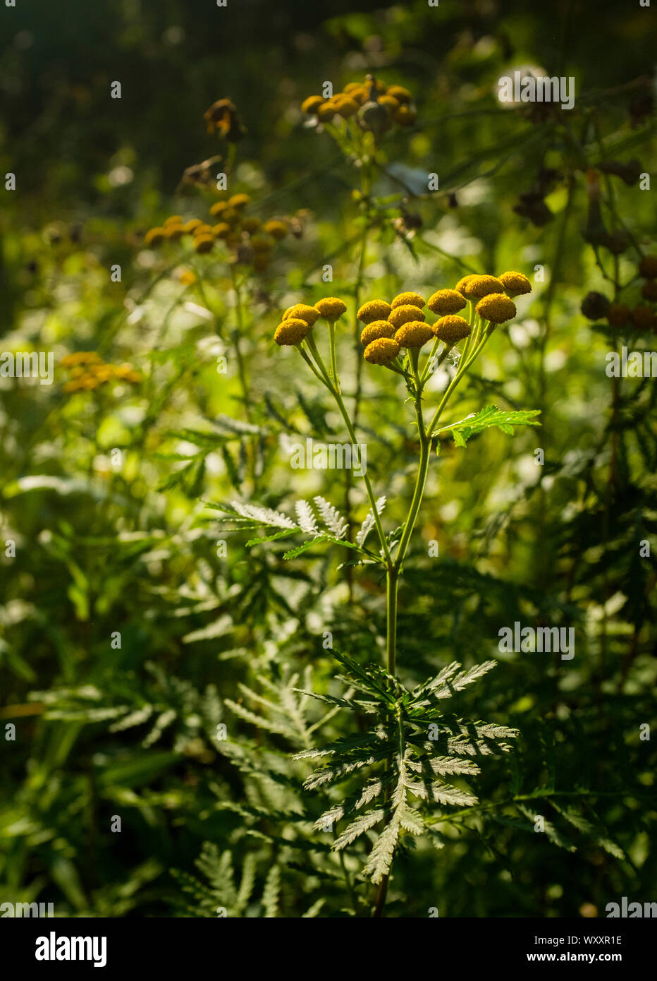 Fleurs jaune dans le parc provincial Spruce Woods, la tanaisie commune (Tanacetum vulgare) est une espèce envahissante au Manitoba Banque D'Images