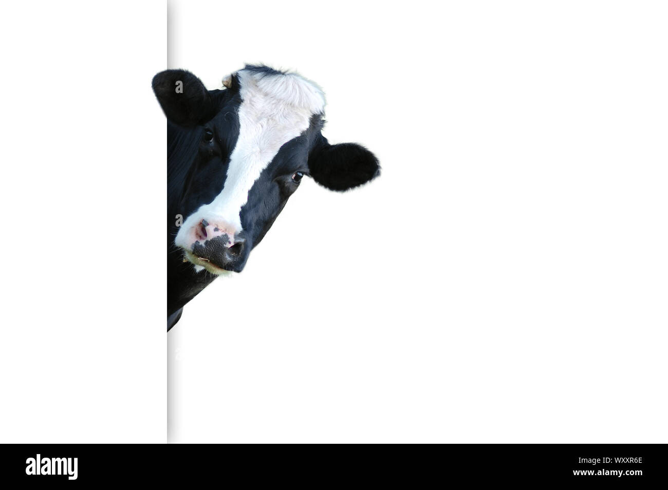 Witty cow, vache laitière avec comme toile de fond des prairies Banque D'Images