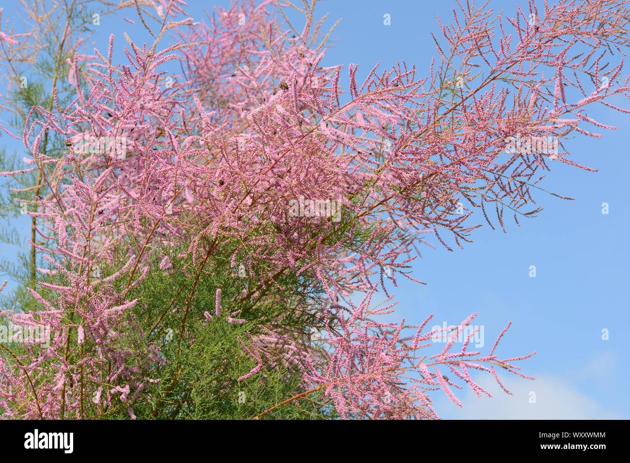 Le Tamarix ramosissima Cascade Rose panaches plumeux de minuscules fleurs roses sur branches global Banque D'Images