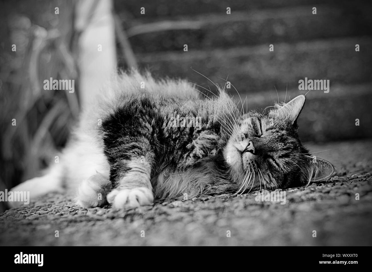 Dormir paisiblement au soleil. Banque D'Images