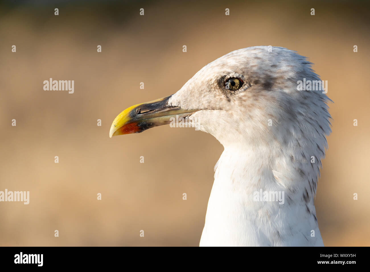 Portrait de mouette avec copie espace pour le texte Banque D'Images