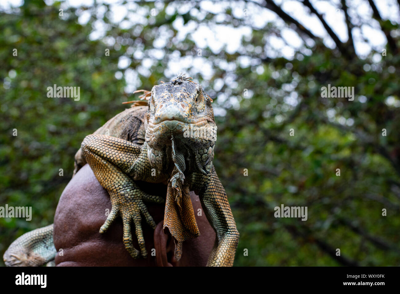 Ein Mann hat sich einen Leguan auf seinen Kopf und damit posiert gelegt vor der Kamera Banque D'Images