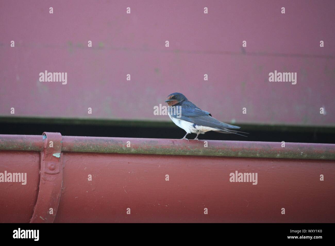 Hirondelle rustique (Hirundo rustica eurasienne) près de Ribnitz-Damgarten, Allemagne Banque D'Images Hirondelle rustique (Hirundo rustica eurasienne) près de Ribnitz-Damgarten, Allemagne Banque D'Images