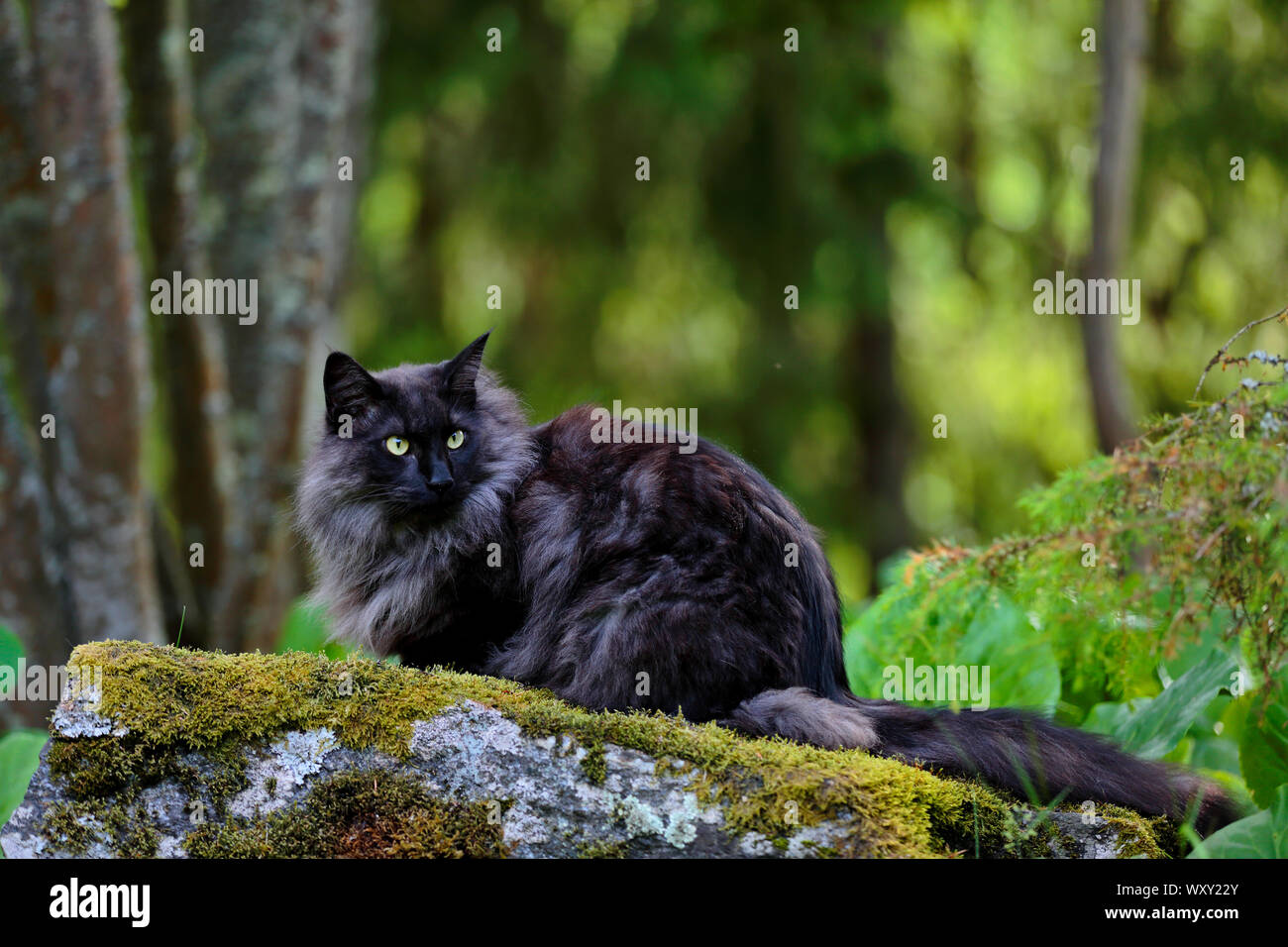 Une fumée noire chat norvégien mâle avec expression alerte traque Banque D'Images