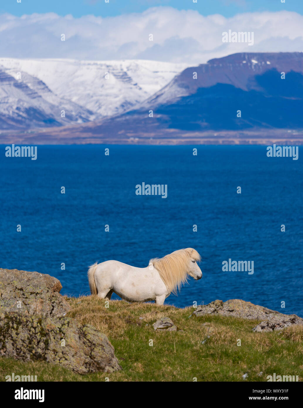 REYKIR-GRETTISLAUG, ISLANDE - Cheval blanc sur la crête qui domine le fjord Skagafjordur. Banque D'Images