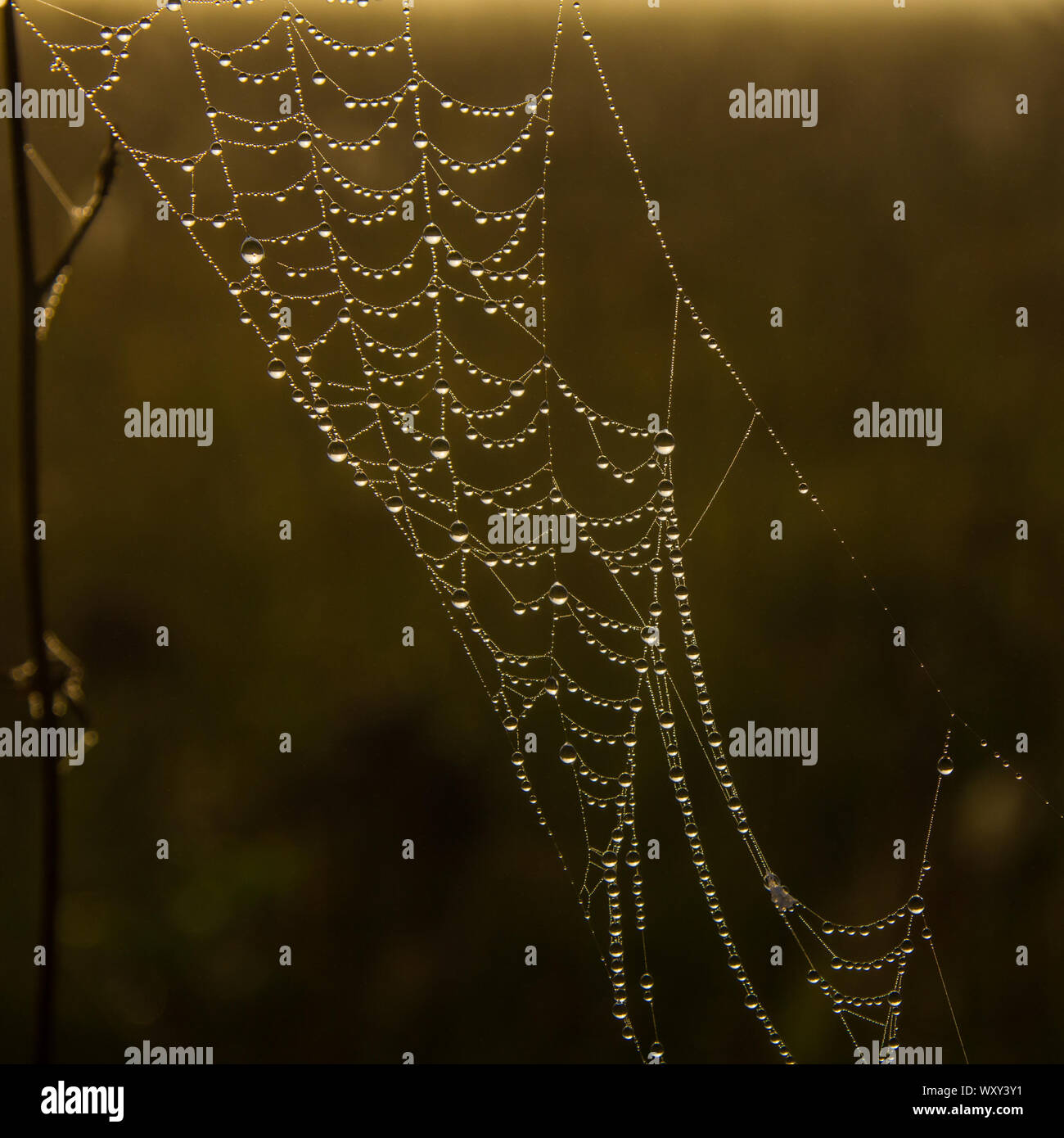 Spider web avec des gouttes de rosée d'un matin brumeux Banque D'Images