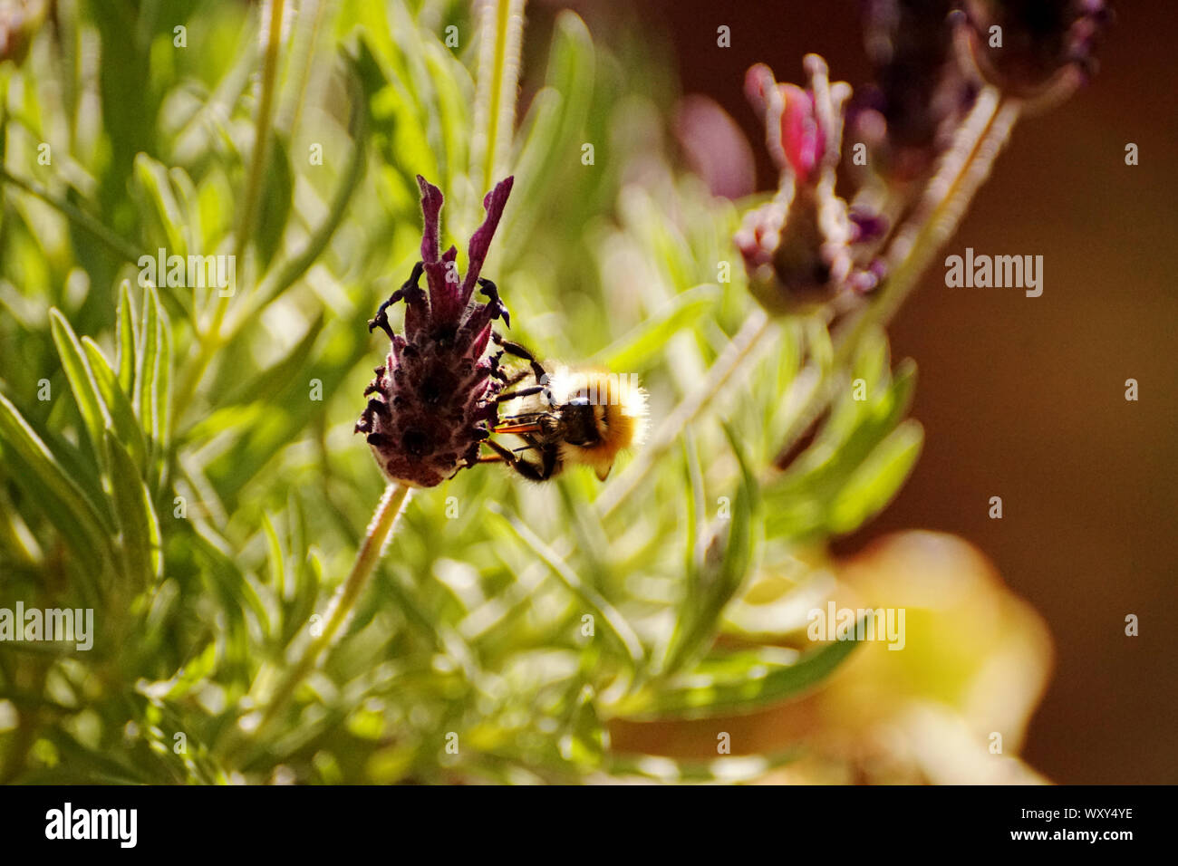 Les bourdons sur lavandes et fleurs à nectar Banque D'Images