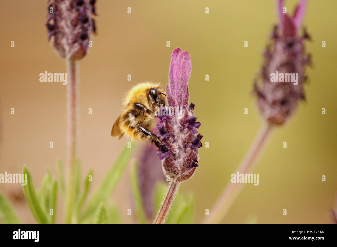 Les bourdons sur lavandes et fleurs à nectar Banque D'Images