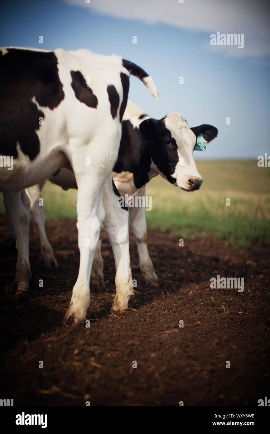 Avis de vaches dans un pré. Banque D'Images