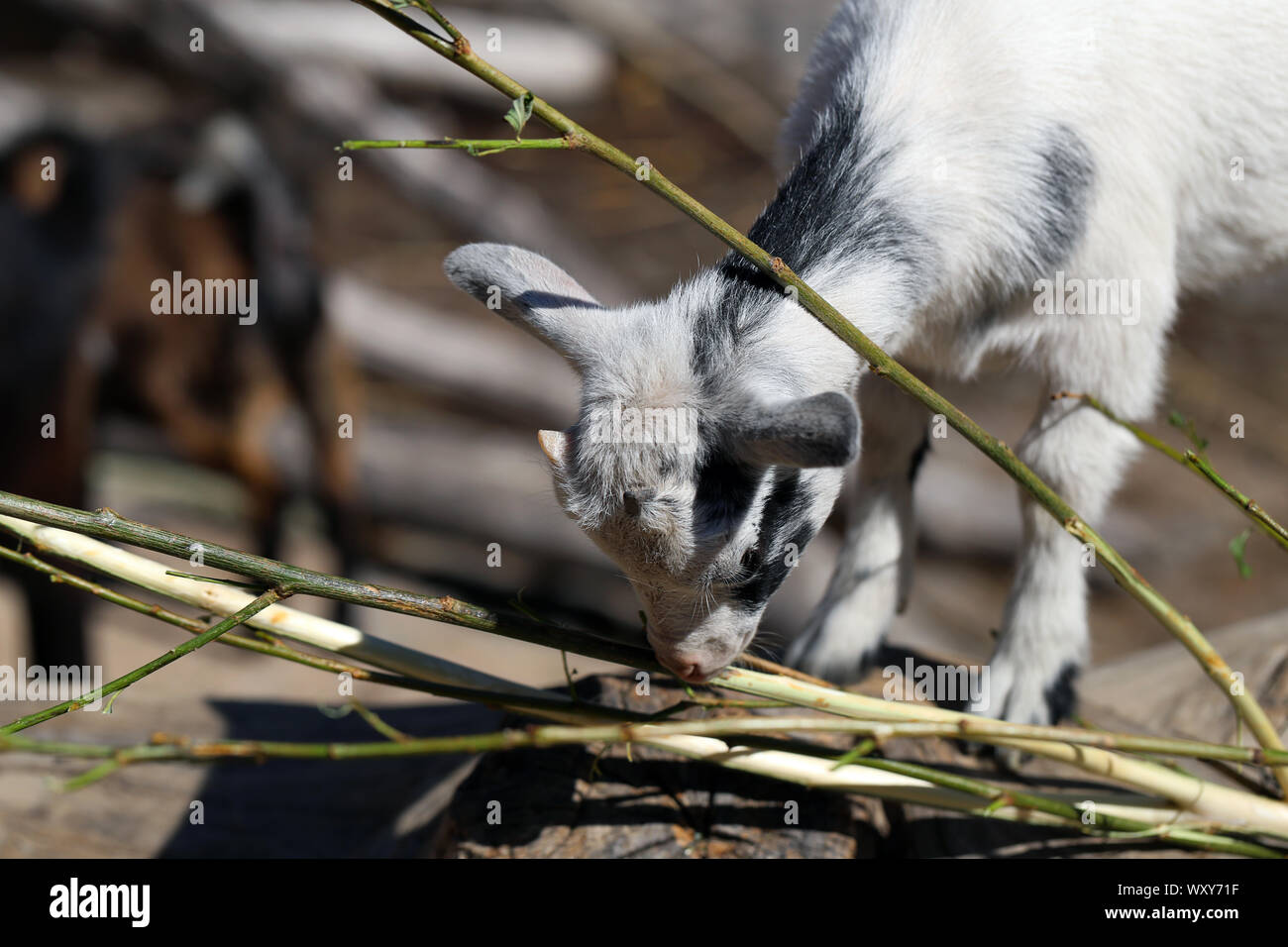 Adorable et sympathique petite chèvre photographié à Korkeasaari, Helsinki. Sur cette photo vous pouvez voir mignon jeune blanc avec des cornes de chèvre mini manger un arbre. Banque D'Images