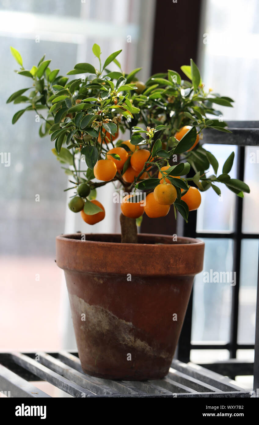 La mandarine petit arbre dans un jardin intérieur. Sur cette photo vous  pouvez voir le petit arbre avec plein de fruits mûrs pendu à ses branches.  Coloré ! Photo Stock - Alamy