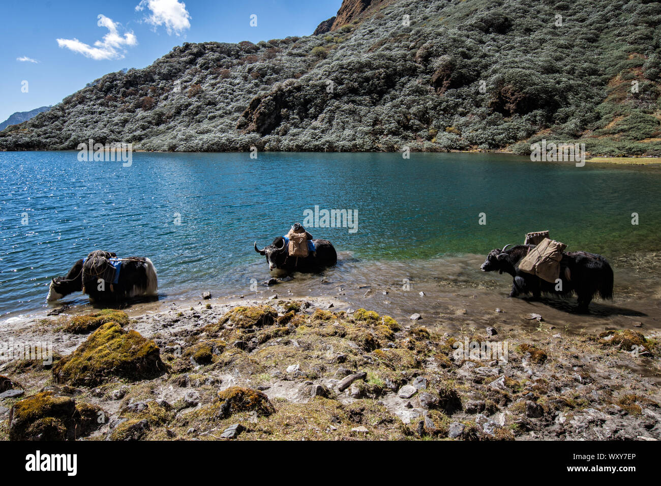 Trois yaks refroidissement dans un petit lac de montagne, Wangdue Phodrang, district, le Bhoutan Trek Snowman Banque D'Images