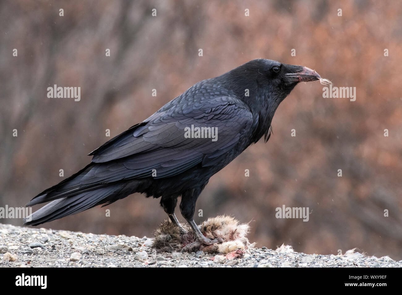 Amérique du Nord ; United States ; Alaska ; printemps ; la faune ; oiseaux ; les corvidés, Grand Corbeau, Corvus corax ; avec bébé proie lièvre Banque D'Images