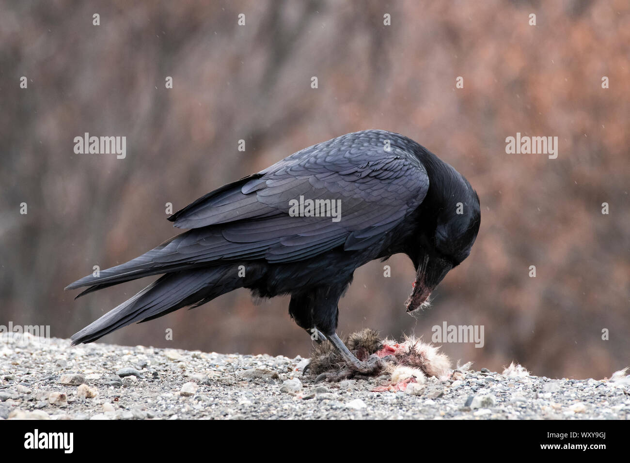 Amérique du Nord ; United States ; Alaska ; printemps ; la faune ; oiseaux ; les corvidés, Grand Corbeau, Corvus corax ; avec bébé proie lièvre Banque D'Images