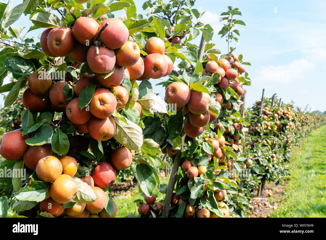 Verger avec pommes rouges et jaunes Banque D'Images