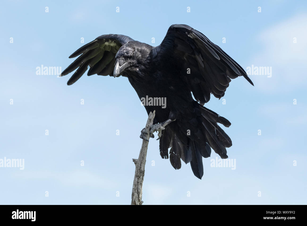Amérique du Nord ; United States ; Alaska ; printemps ; la faune ; oiseaux ; les corvidés, Grand Corbeau, Corvus corax ; Banque D'Images