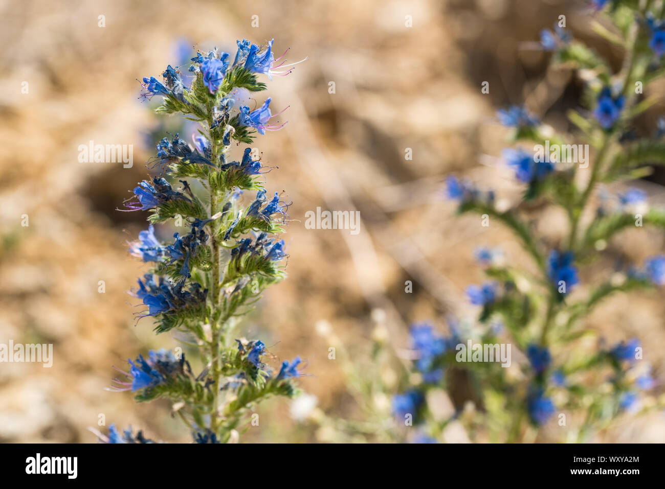 Close up de belles fleurs bleues de l'Echium vulgare Vipérine commune la vipère ou Banque D'Images