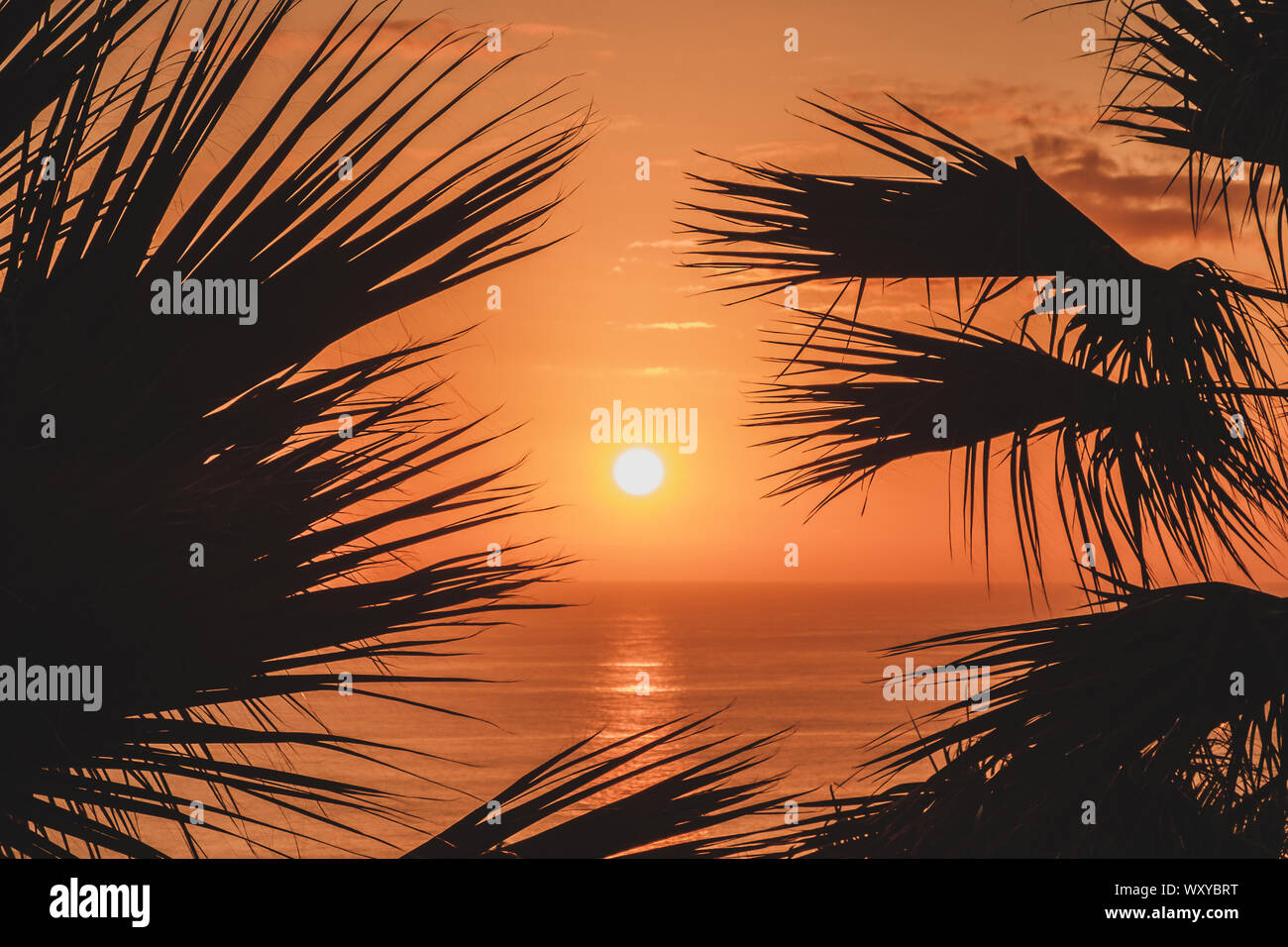 Ciel coucher de soleil panoramique avec fond de l'océan et palm tree silhouette Banque D'Images