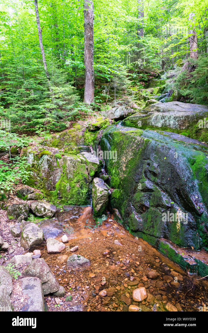 Forêt dans la station Mont-Tremblant, l'été Banque D'Images