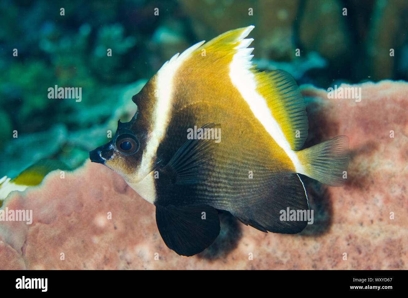 C. Bannerfish, Heniochus varius, Sebayor Kecil dive site, entre les îles de Komodo et Flores, le Parc National de Komodo, en Indonésie, de l'Océan Indien Banque D'Images